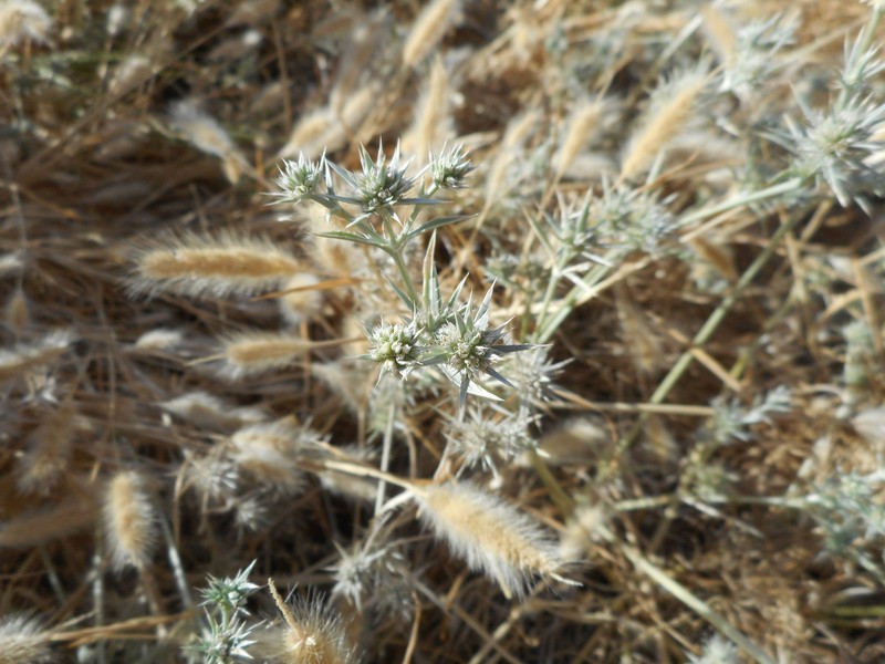 Eryngium aristulatum var. aristulatum photo 8