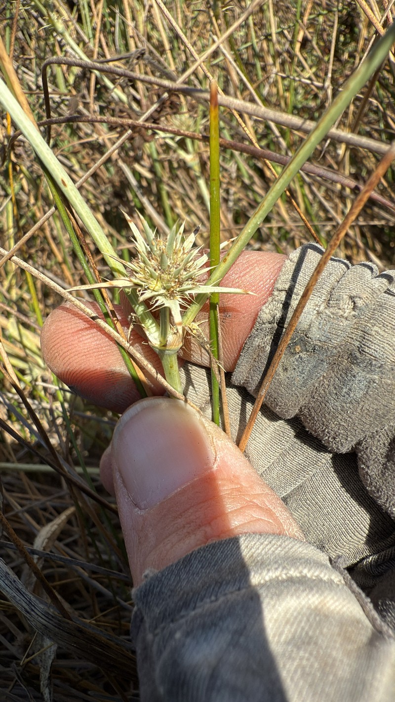 Eryngium aristulatum var. hooveri