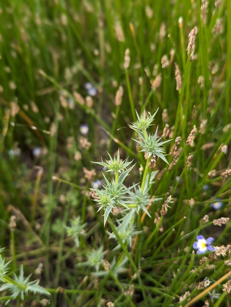 Eryngium aristulatum var. hooveri photo 2