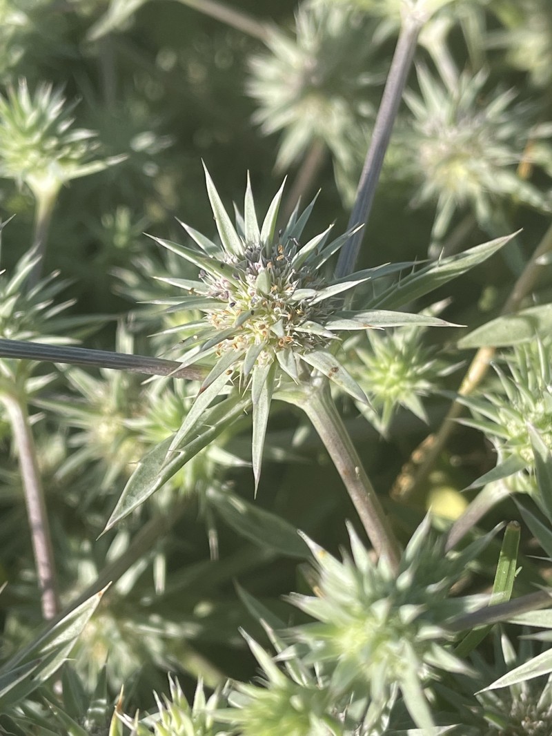 Eryngium aristulatum var. hooveri photo 3
