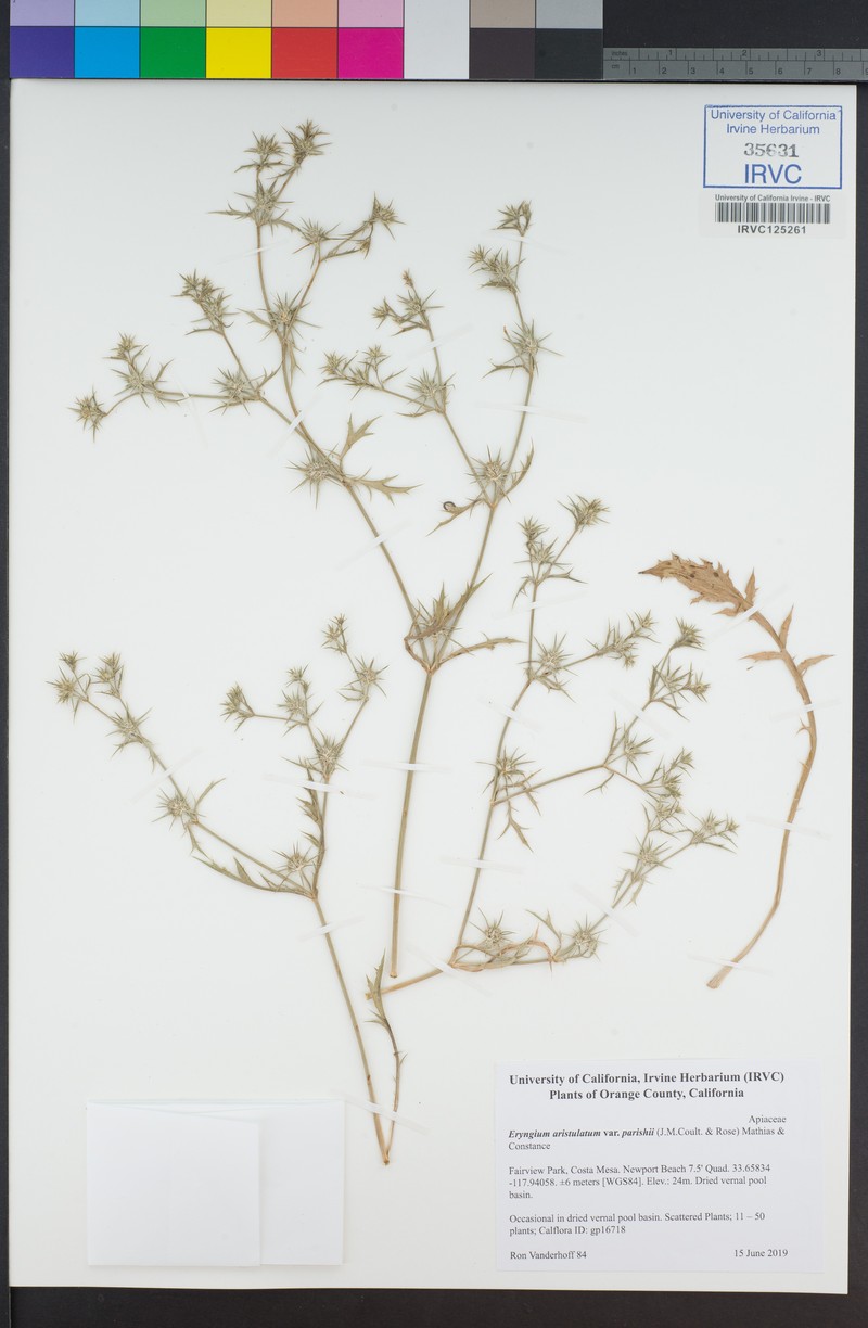 Eryngium aristulatum var. parishii