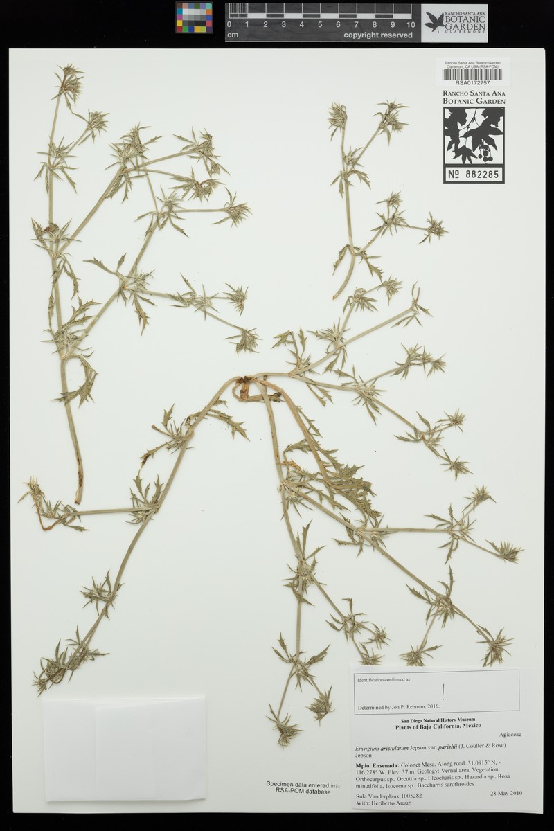 Eryngium aristulatum var. parishii photo 5