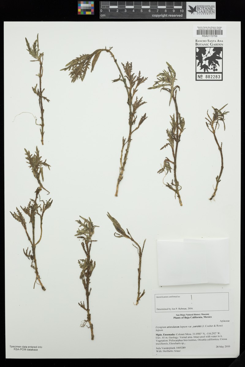 Eryngium aristulatum var. parishii photo 6