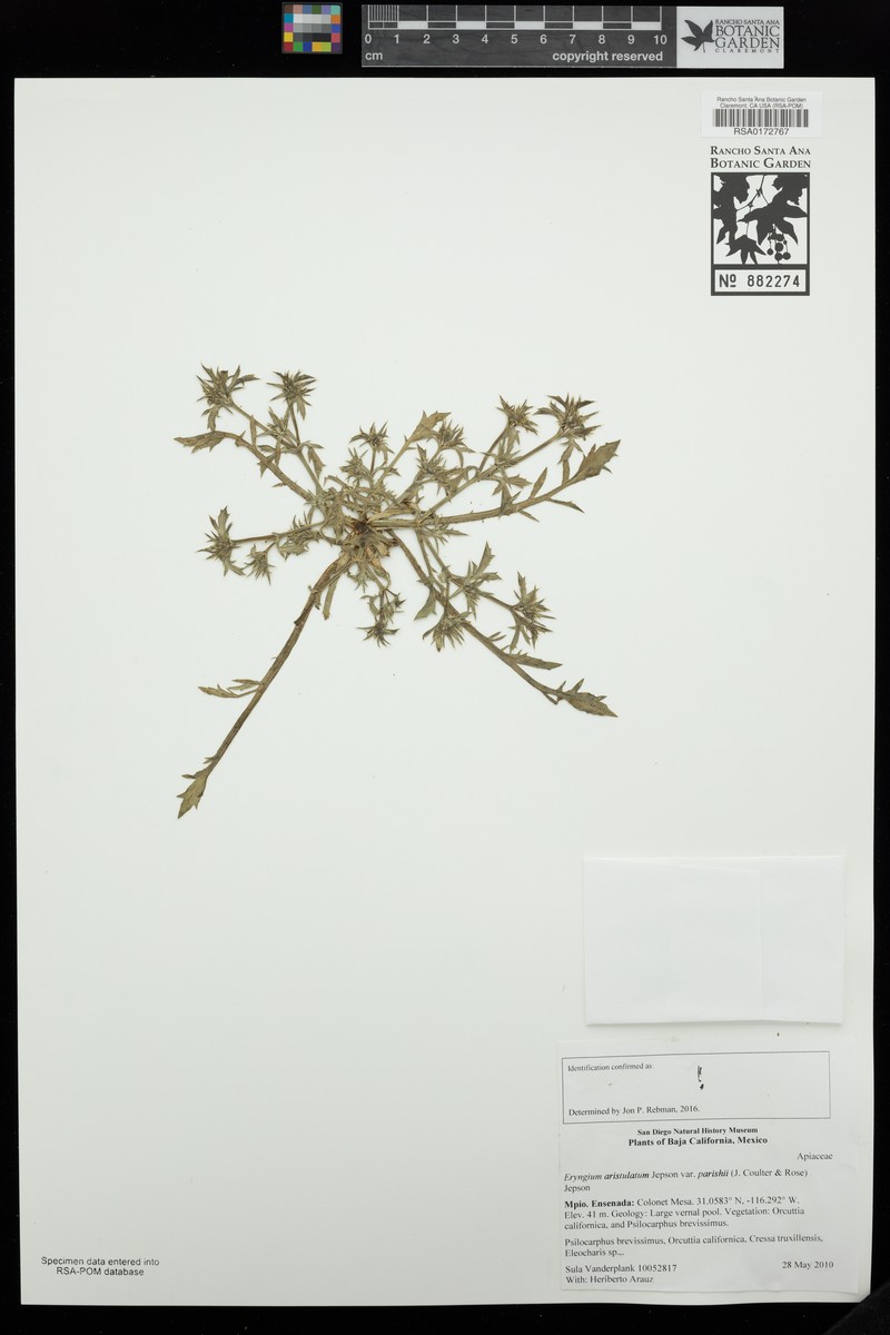 Eryngium aristulatum var. parishii photo 7