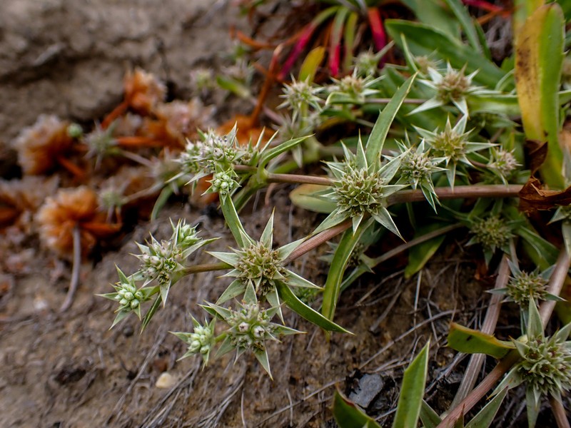 Coastal Eryngo