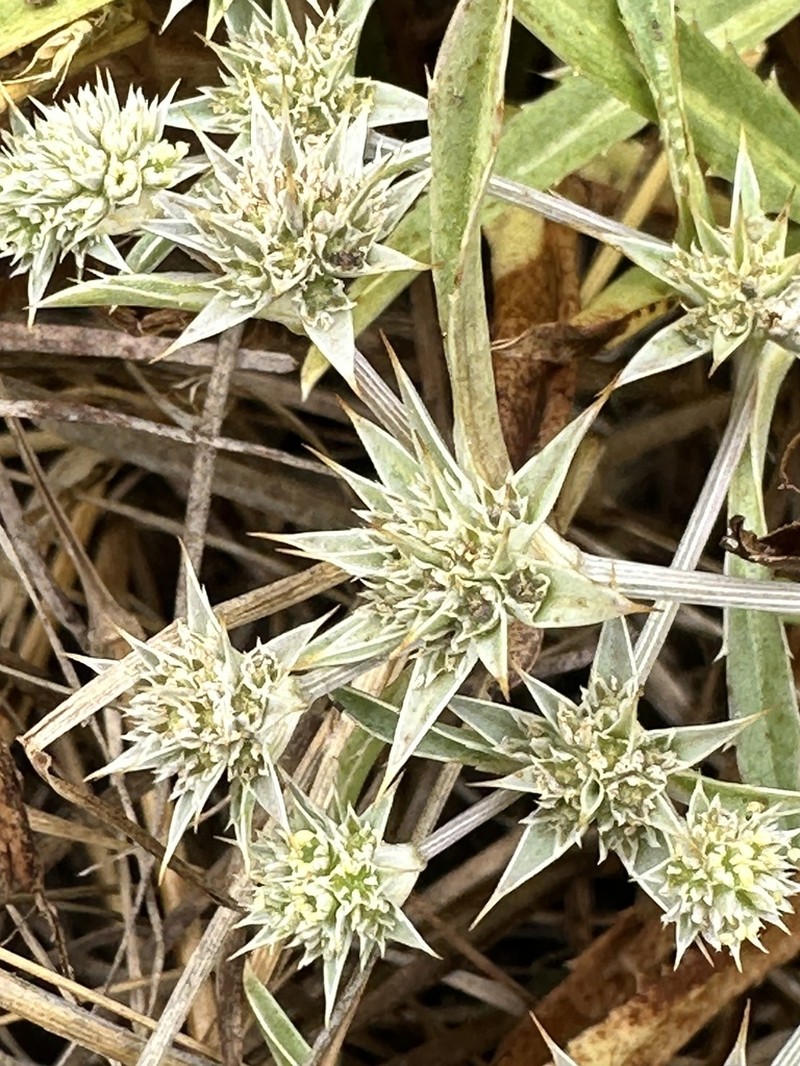 Coastal Eryngo photo 2