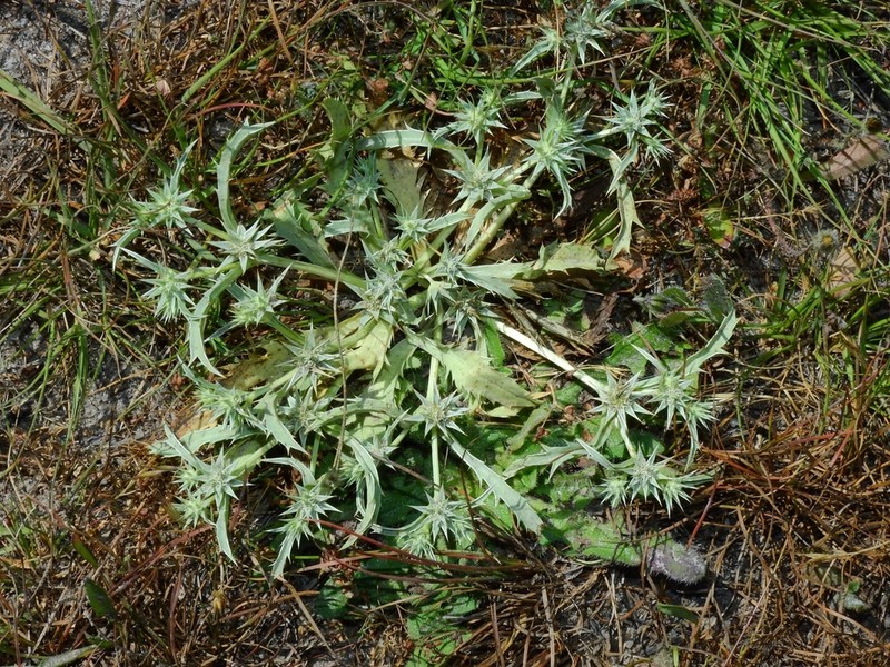 Coastal Eryngo photo 3