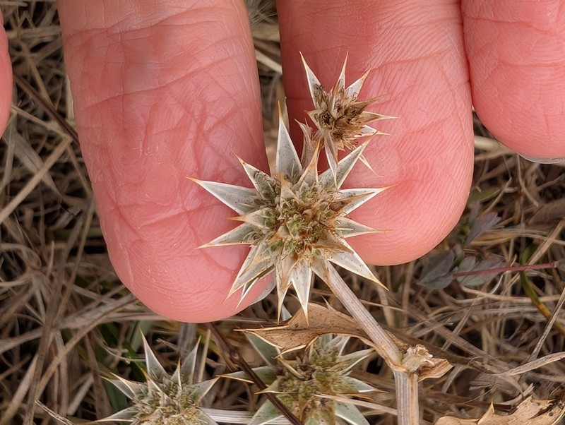 Coastal Eryngo photo 4
