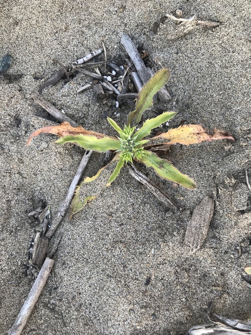 Coastal Eryngo photo 5