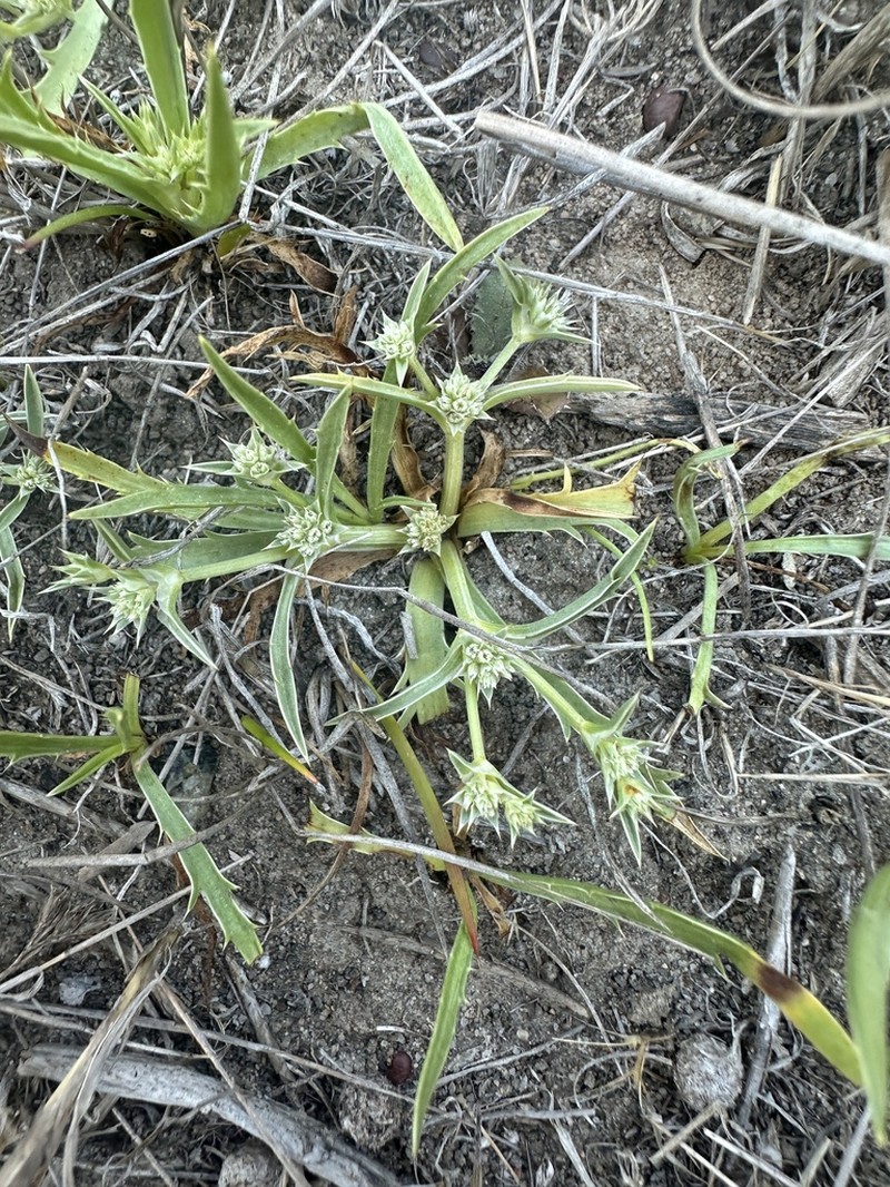 Coastal Eryngo photo 6
