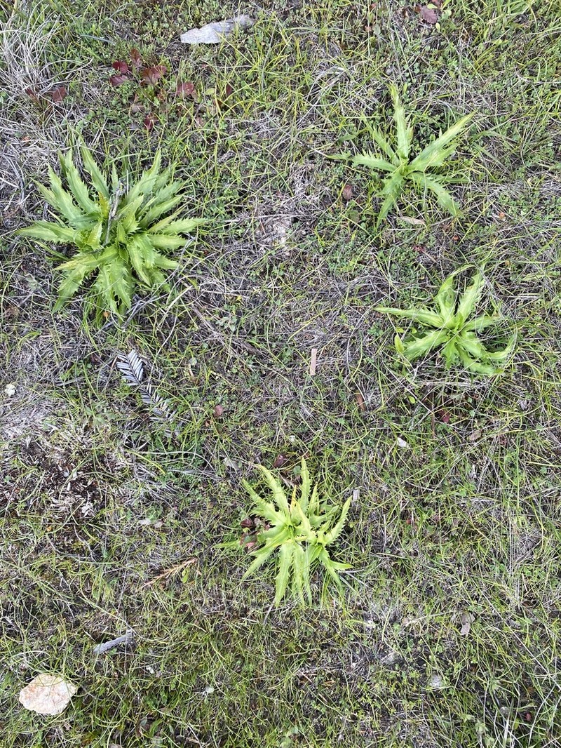 Coastal Eryngo photo 7