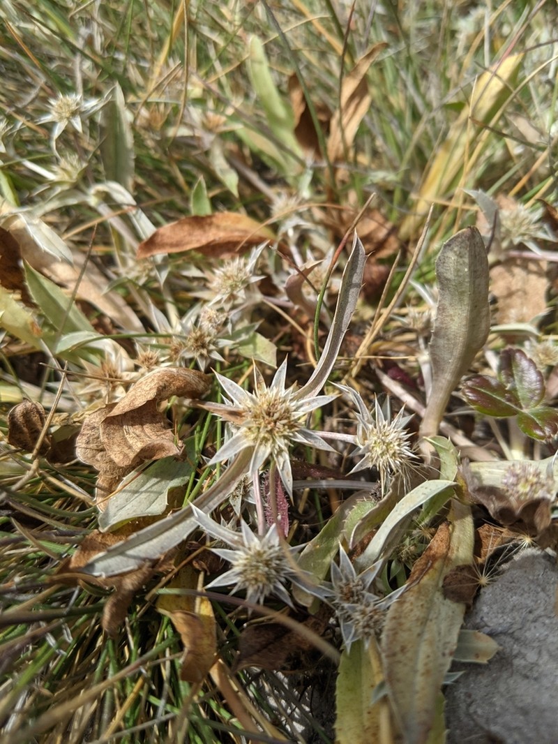 Coastal Eryngo photo 8