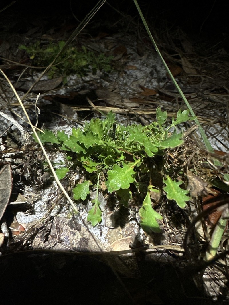 Fragrant Eryngo photo 2
