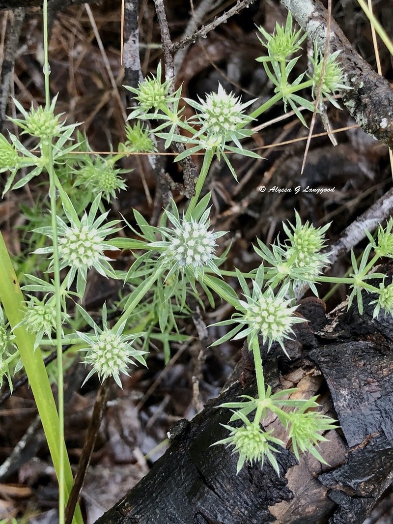 Fragrant Eryngo photo 3