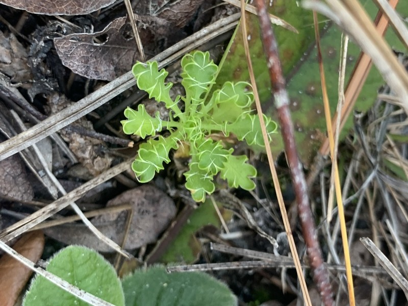 Fragrant Eryngo photo 4