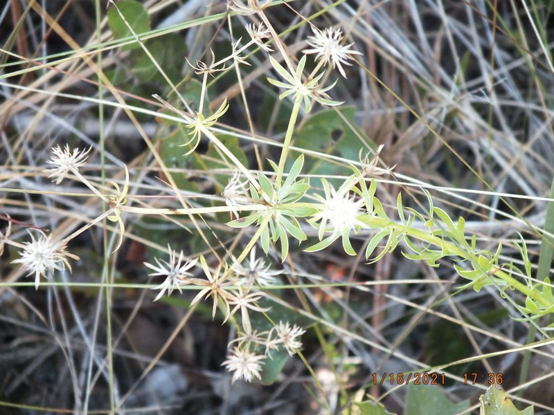 Fragrant Eryngo photo 5