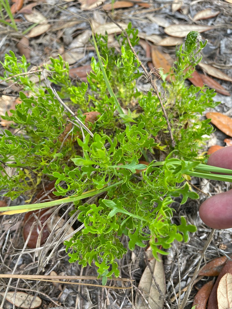 Fragrant Eryngo photo 6