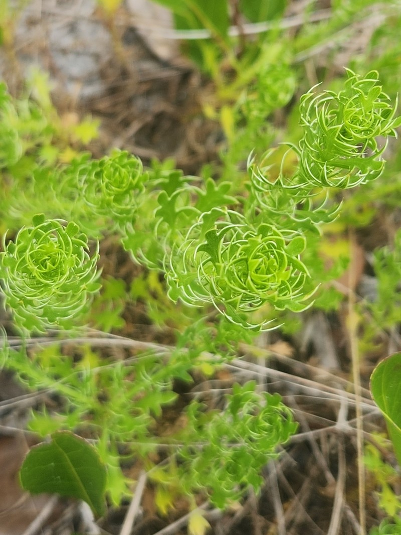 Fragrant Eryngo photo 7