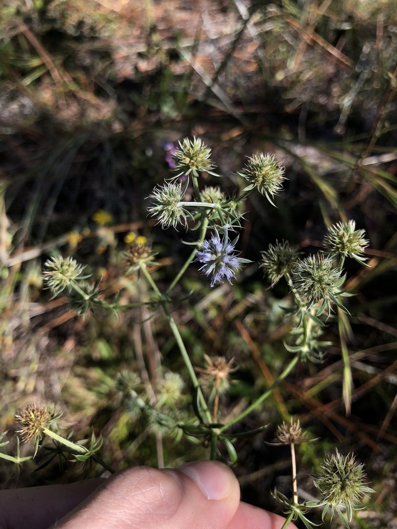 Fragrant Eryngo photo 8