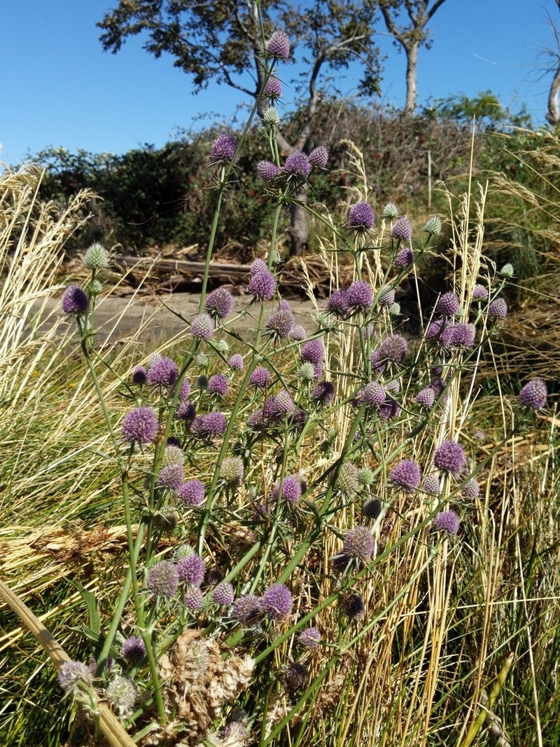 Beethistle