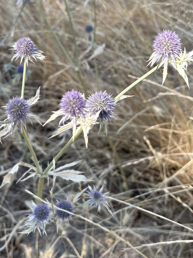 Beethistle photo 2