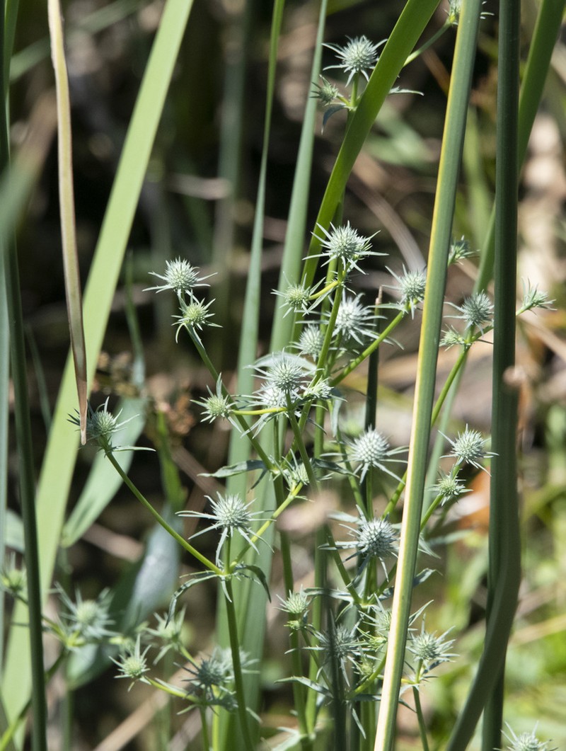 Beethistle photo 3