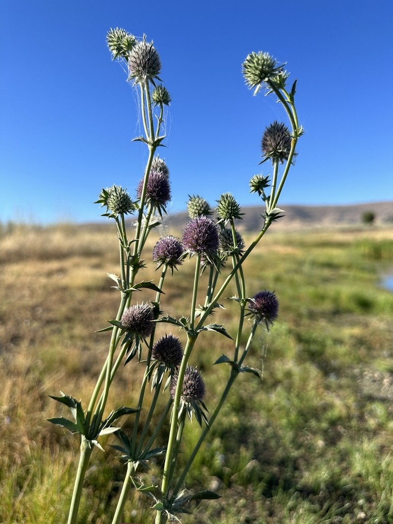 Beethistle photo 4