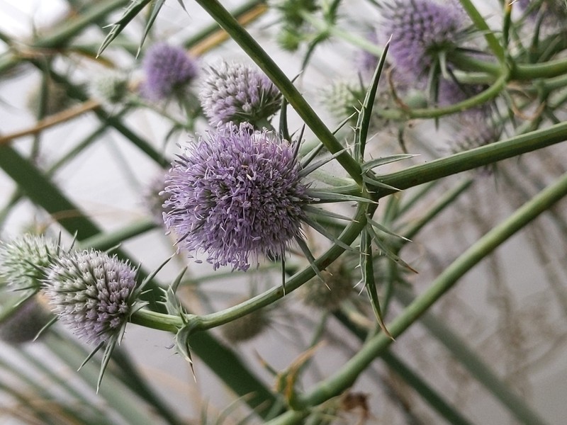 Beethistle photo 5