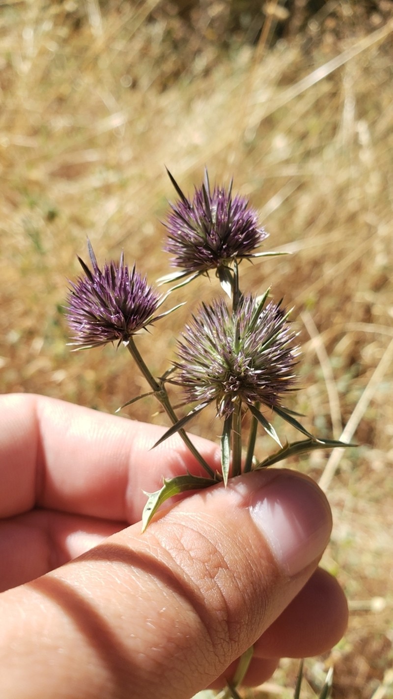 Beethistle photo 6