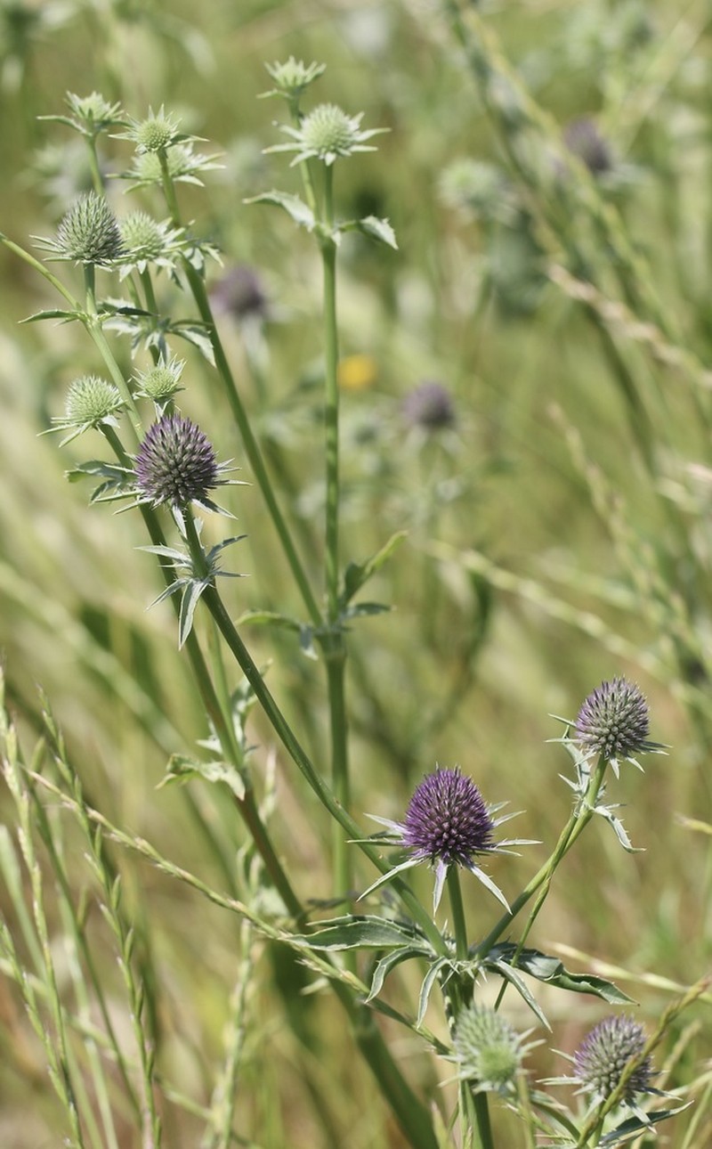 Beethistle photo 7