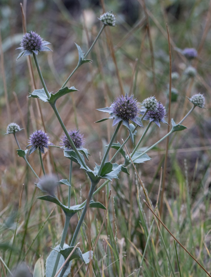 Beethistle photo 8