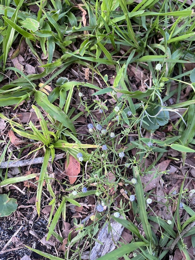 Baldwin's Eryngo