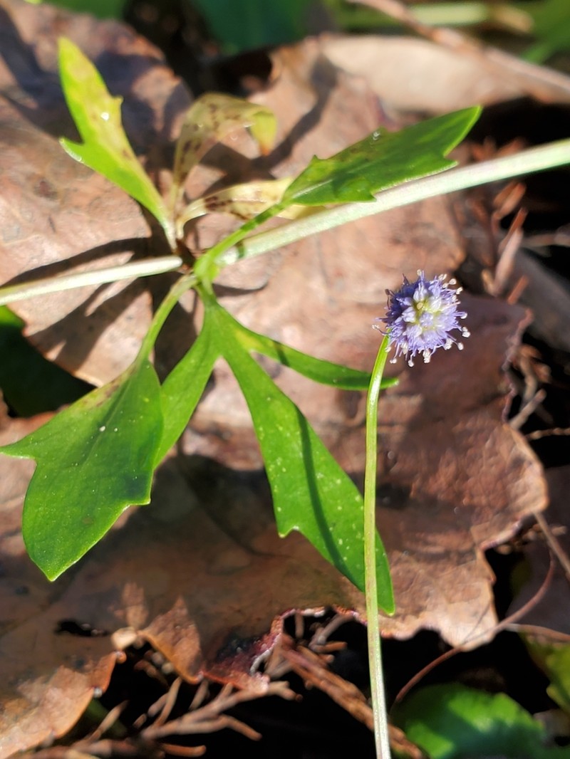 Baldwin's Eryngo photo 2