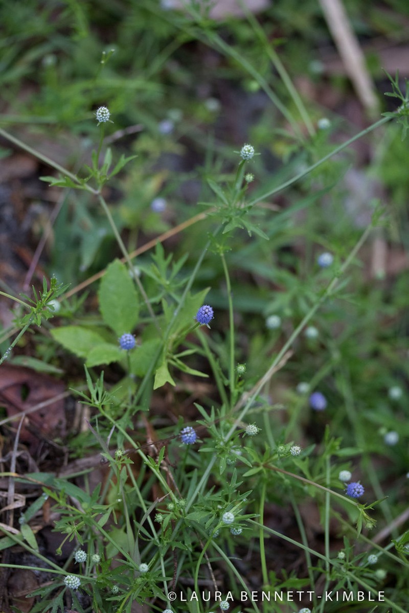 Baldwin's Eryngo photo 3