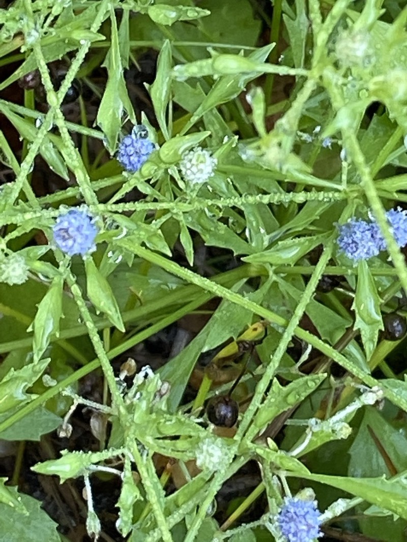 Baldwin's Eryngo photo 4