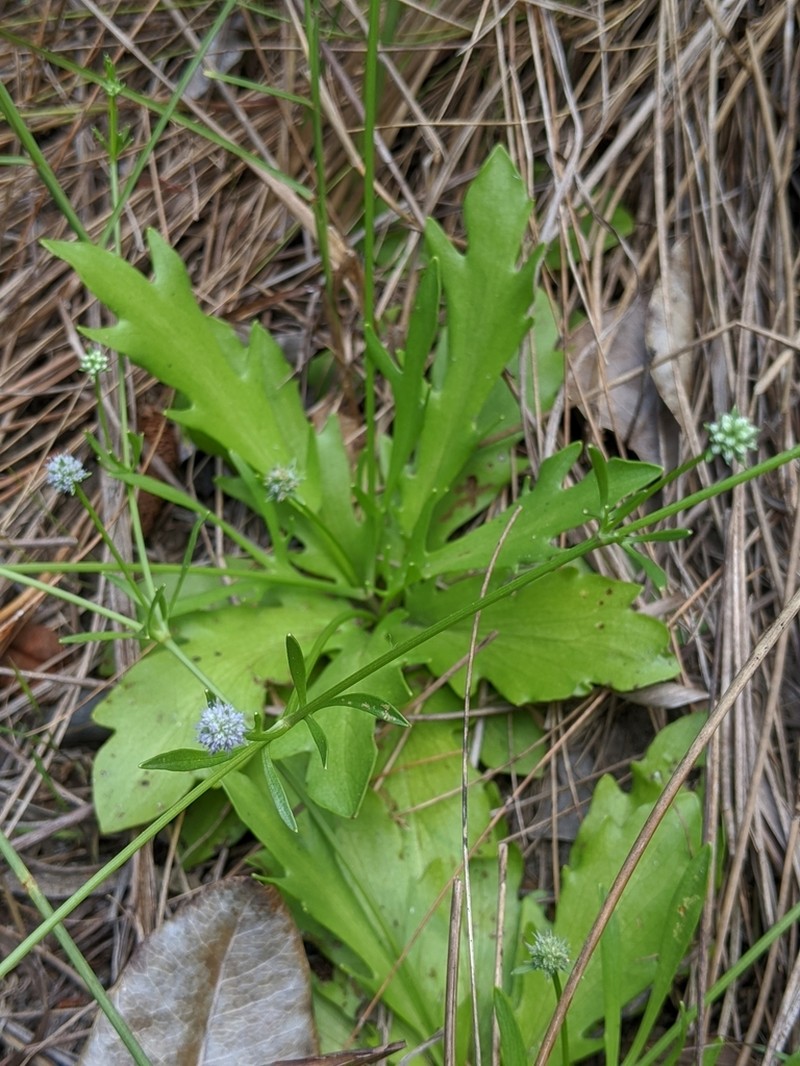 Baldwin's Eryngo photo 5