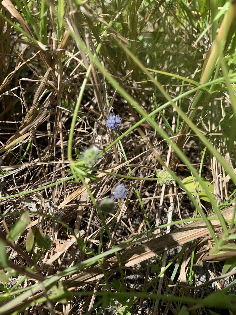 Baldwin's Eryngo photo 6