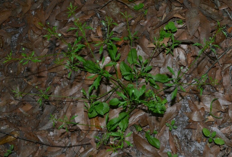 Baldwin's Eryngo photo 7