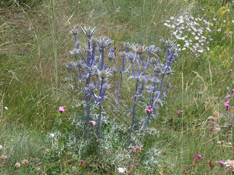 Eryngium bourgatii var. bourgatii
