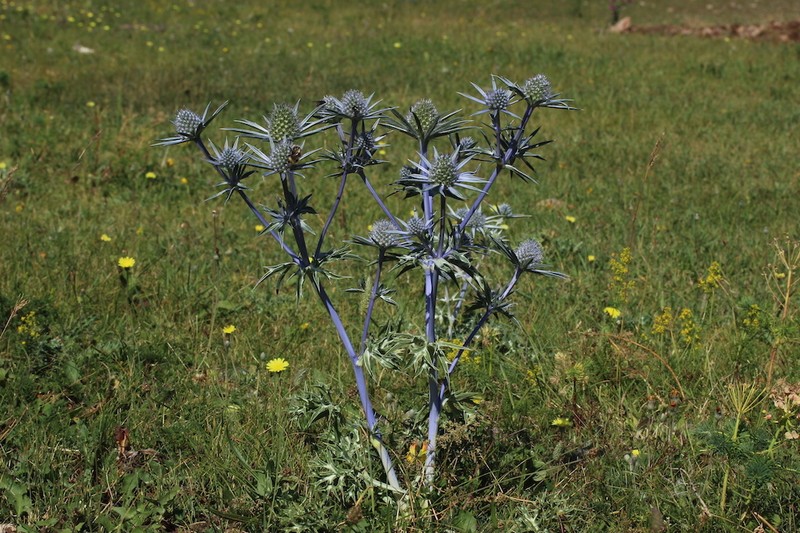 Eryngium bourgatii var. bourgatii photo 2