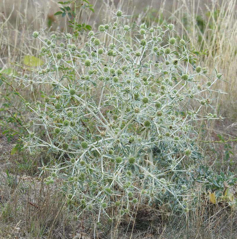 Field Eryngo photo 2