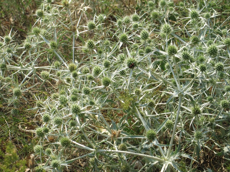 Field Eryngo photo 3