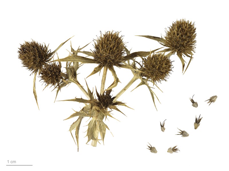 Field Eryngo photo 4
