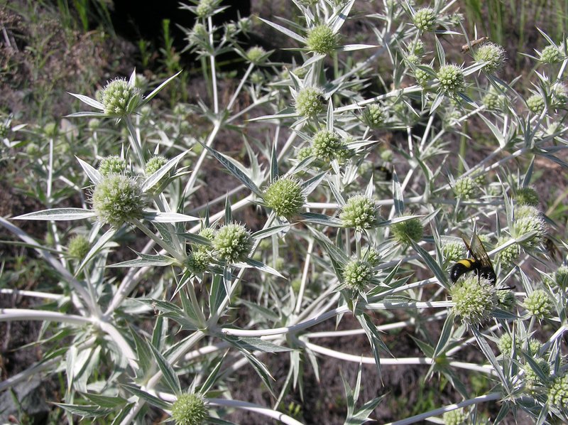 Field Eryngo photo 5