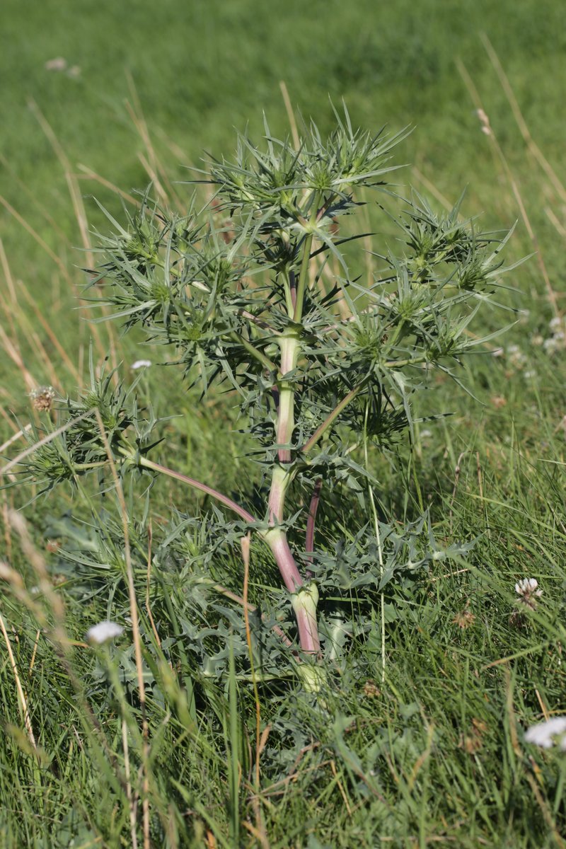 Field Eryngo photo 6
