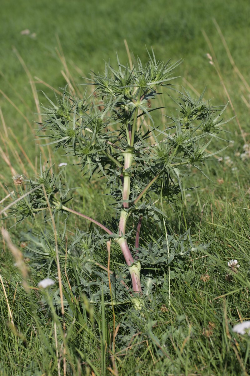 Field Eryngo photo 7