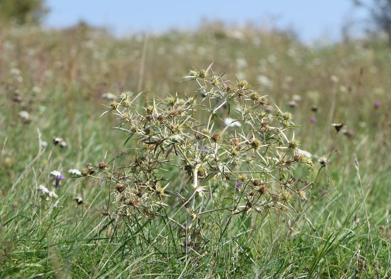 Field Eryngo photo 8
