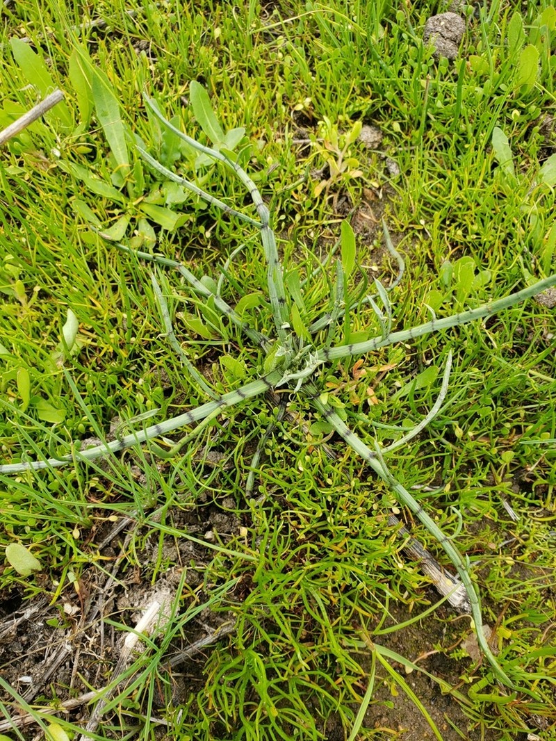 Great Valley Eryngo photo 3