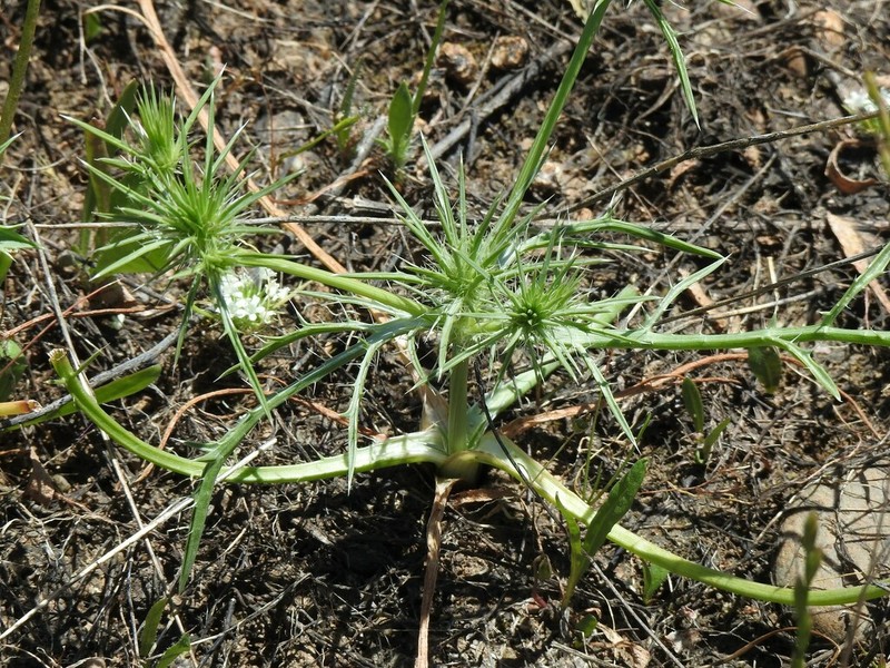Great Valley Eryngo photo 4