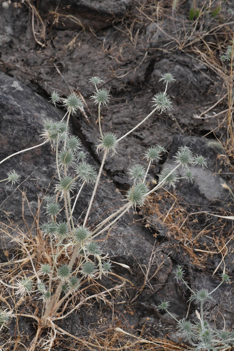 Great Valley Eryngo photo 5